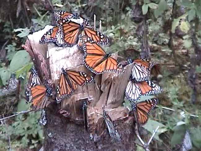 fam Nymphalidae. Mexico, provided in 2011 by Vittorio Bertazzi (SD Video)